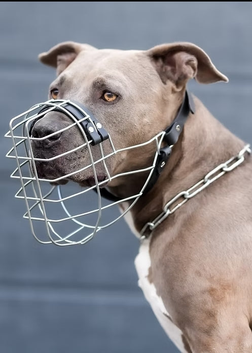 Maulkorb American Staffordshire Terrier Boy