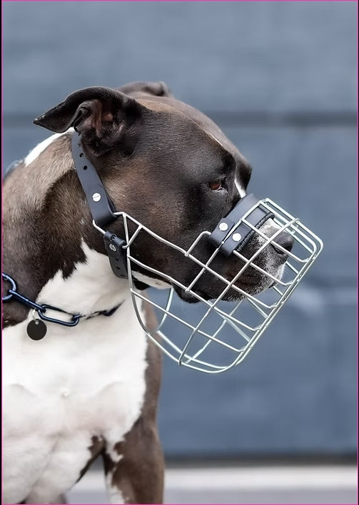 Maulkorb American Staffordshire Terrier Girl