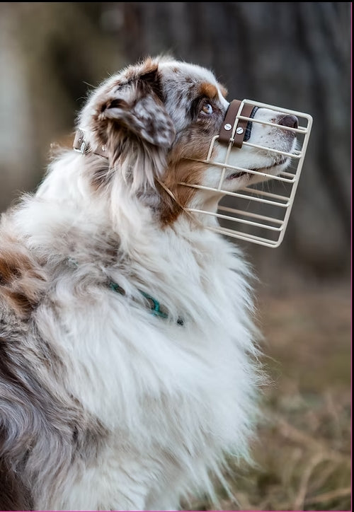 Maulkorb Australian Shepherd