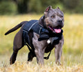 Hundesport Gewichtsgeschirr in div. Farben