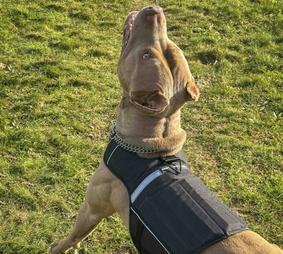 Hundesport Gewichtsgeschirr in div. Farben