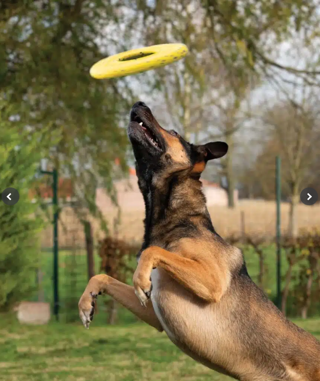 Nitro Flying Disc,